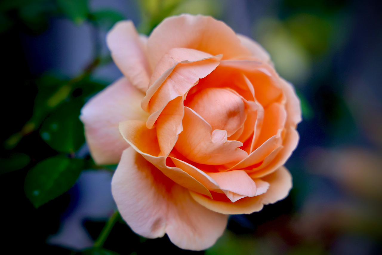 Orange Rose – A symbol of friendship