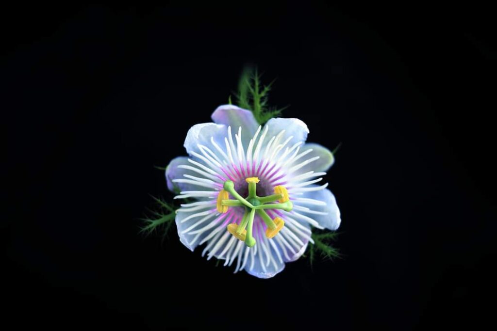 Stinking Passion flower - Passiflora Foetida