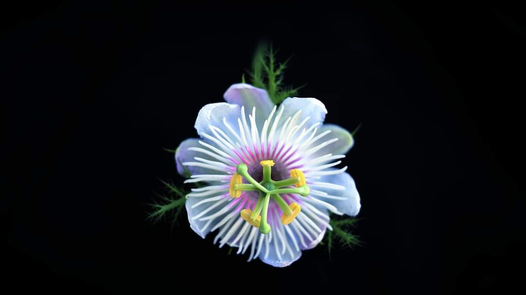 Stinking Passion flower – Passiflora Foetida